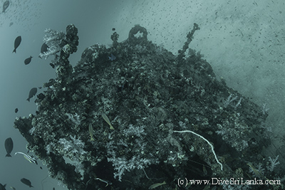 HMS Hollyhock bow ring